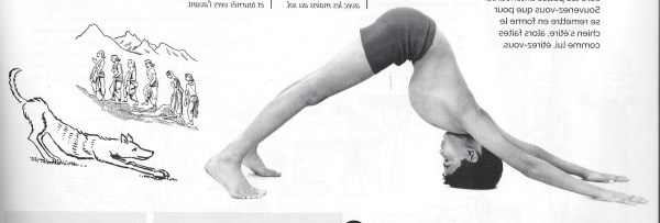 le chien tête en bas